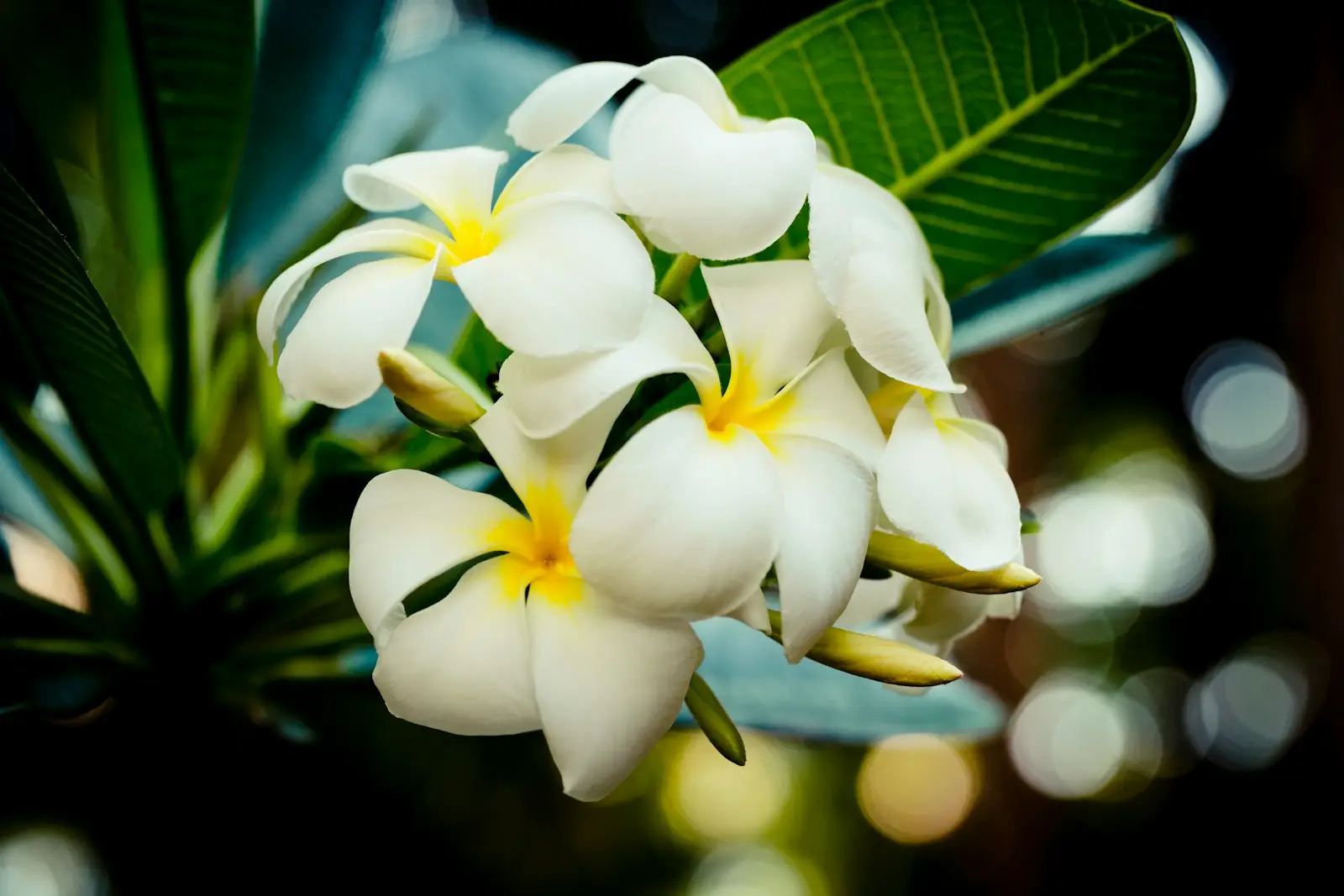 white and yellow flower in macro lens, détente, fleurs, stress
